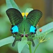 Papillon