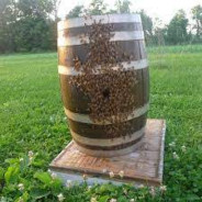 Barrel of Bees
