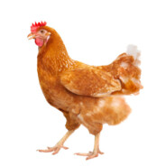 I'M A CHICKEN