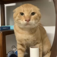 圆头髦耋
