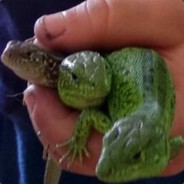 artko