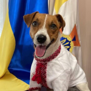 Avatar ПЕС ДА ЛИС