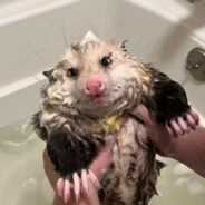 Man