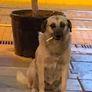 Serapasıgım