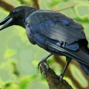 TheTarotCrow