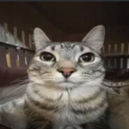 Steam Community :: cat man