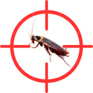 CsotAnyos
