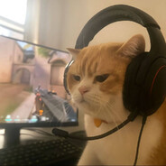 кот-пидор