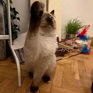 heil yuki