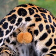 Cheetahtestes