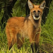 Maned Wolf SG