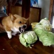 FloopyDog