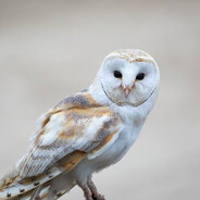 Tyto alba