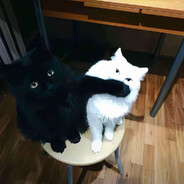 小猫酱（随赢500+）