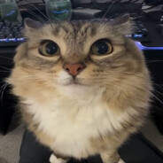 Zelan