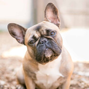 French bulldog player avatar