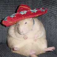 the rat