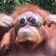 Chimp Pimp
