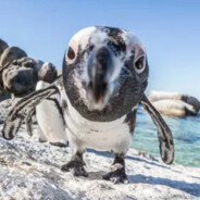 420Pingu69