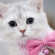 КОТИК