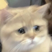 浆糊猫