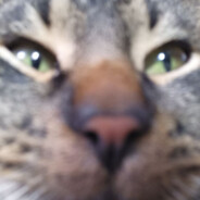 Winslowik