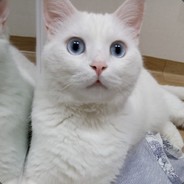 2H4nBin