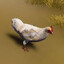 Chicken-avatar