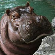 Sea Hippo