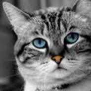 "[A]dept laughing cat..."