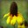 Group Avatar