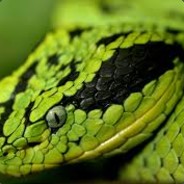 Danger Noodles