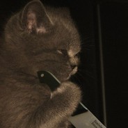 КоТэ С NoЖом