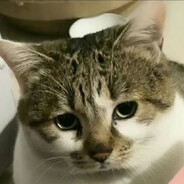 大肥猫_(:з」∠)_fm