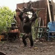 MACACO