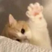 meow