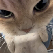 Jr