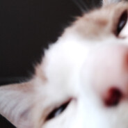  [ Steam Profile ] 