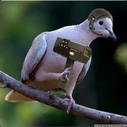 Голуб Петро