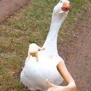 Mr_Gooose