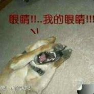 亮瞎你的狗眼