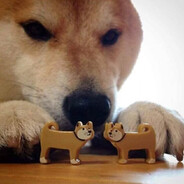 Shiba Lord