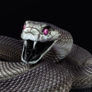 CH_cobra