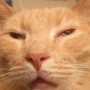 Mietsku