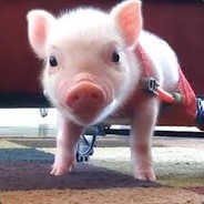 Chris P. Bacon