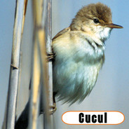 Cucu