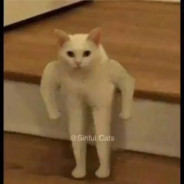 TheCat