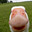 Group Avatar