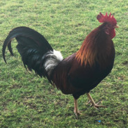 Chicken