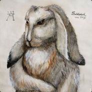 Lepus_kun